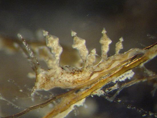 Eubranchus prietoi